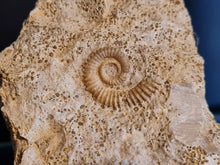 Charger l'image dans la galerie, Spiroceras 2
