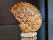 Charger l'image dans la galerie, Discoscaphites sp
