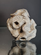 Lade das Bild in den Galerie-Viewer, Plocoscyphia meandrina en pyrite
