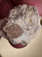 Charger l'image dans la galerie, Coquille oeuf d'oiseau Eocene
