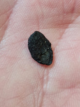 Charger l'image dans la galerie, Graine fossile: Nyssa disseminata
