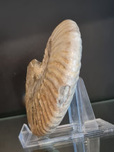 Lade das Bild in den Galerie-Viewer, Cleoniceras besairei
