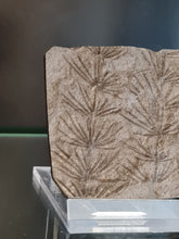 画像をギャラリービューアに読み込む, Asterophyllites equisetiformis 2
