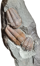 Cargar imagen en el visor de la galería, Ellipsocephalus hoffi
