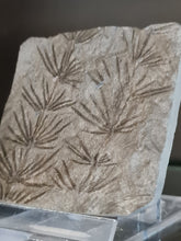 画像をギャラリービューアに読み込む, Asterophyllites equisetiformis 2
