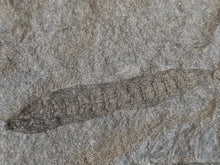 画像をギャラリービューアに読み込む, Asterophyllites + cône Calamostachys
