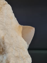 Lade das Bild in den Galerie-Viewer, Dent de chubutensis Italie 2
