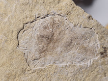 Charger l&#39;image dans la galerie, Plume fossile
