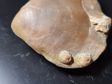 Cargar imagen en el visor de la galería, Cererithyris intermedia
