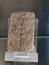 画像をギャラリービューアに読み込む, Asterophyllites equisetiformis 1
