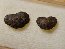 画像をギャラリービューアに読み込む, lot de2 Cardiocarpus graines
