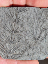 画像をギャラリービューアに読み込む, Asterophyllites equisetiformis 2
