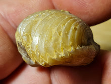 Cargar imagen en el visor de la galería, Rhynchonella bouetti
