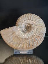 Lade das Bild in den Galerie-Viewer, Cleoniceras besairei
