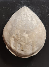 Cargar imagen en el visor de la galería, Coenothyris vulgaris
