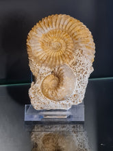 画像をギャラリービューアに読み込む, Parkinsonia et Cadomites
