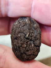 Lade das Bild in den Galerie-Viewer, Graine fossile Carya globosa
