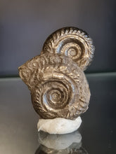 画像をギャラリービューアに読み込む, Double Hildoceras pyrite
