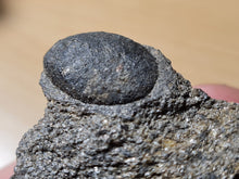 Charger l&#39;image dans la galerie, Trigonocarpus graine 1
