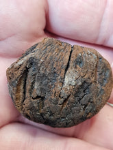 Charger l'image dans la galerie, Graine fossile Carya cf moenana
