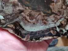 Charger l&#39;image dans la galerie, Bois fossile Araucaria Zimbabwe TB
