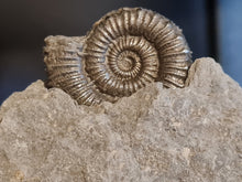 画像をギャラリービューアに読み込む, Porpoceras
