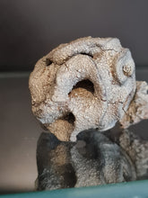 Lade das Bild in den Galerie-Viewer, Plocoscyphia meandrina en pyrite
