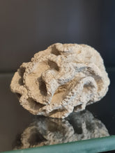 Cargar imagen en el visor de la galería, Plocoscyphia meandrina
