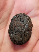 Lade das Bild in den Galerie-Viewer, Graine fossile Carya globosa
