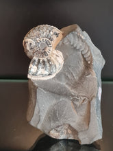Cargar imagen en el visor de la galería, Pleuroceras salebrosum 2

