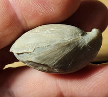 Cargar imagen en el visor de la galería, Coenothyris vulgaris
