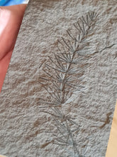 画像をギャラリービューアに読み込む, Asterophyllites equisetiformis 4

