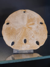 Lade das Bild in den Galerie-Viewer, Melitella californicus 1
