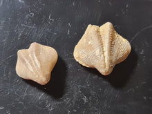 Cargar imagen en el visor de la galería, Dictyothyris sp (2x)
