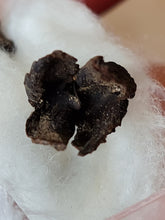 Charger l'image dans la galerie, Graine fossile: 2 involucres de Fagus decurrens
