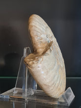 Lade das Bild in den Galerie-Viewer, Cleoniceras besairei

