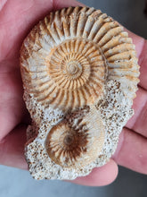 画像をギャラリービューアに読み込む, Parkinsonia et Cadomites
