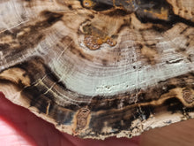 Charger l&#39;image dans la galerie, Bois fossile Araucaria Zimbabwe TB
