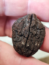 Lade das Bild in den Galerie-Viewer, Graine fossile Carya globosa
