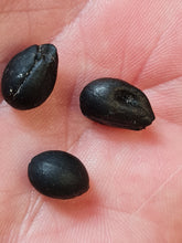 Lade das Bild in den Galerie-Viewer, Graine fossile Styrax maximus
