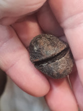 Charger l'image dans la galerie, Graine fossile Carya cf moenana
