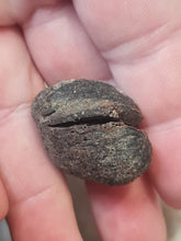 Charger l'image dans la galerie, Graine fossile Carya cf moenana
