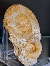 画像をギャラリービューアに読み込む, Parkinsonia et Cadomites
