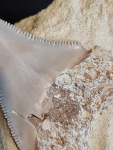 Lade das Bild in den Galerie-Viewer, Dent de chubutensis Italie 2
