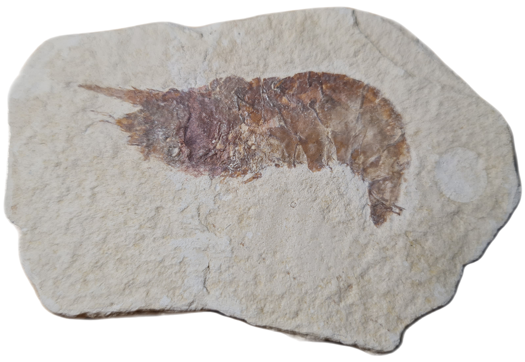 Bylgia sp