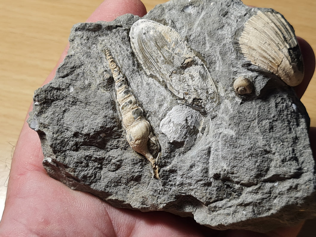 Terebra + Trochosmilia