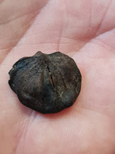 Lade das Bild in den Galerie-Viewer, Graine fossile Carya angulata

