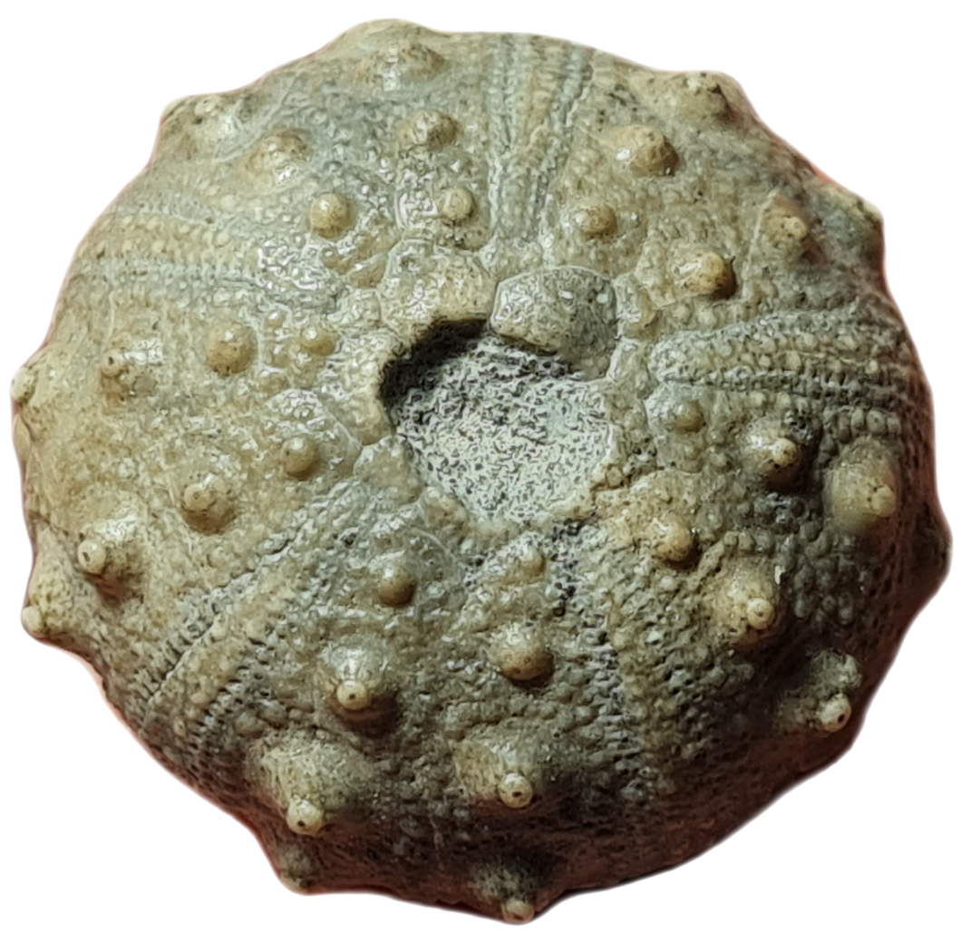 Hypodiadema koenigii