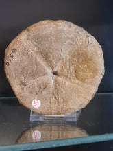 画像をギャラリービューアに読み込む, Clypeus plotii
