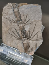 画像をギャラリービューアに読み込む, Asterophyllites equisetiformis 3
